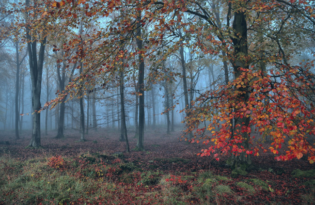 Обои картинки фото природа, лес, простор