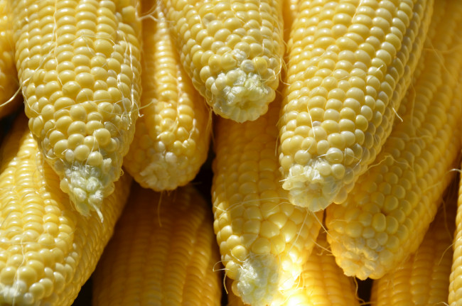 Обои картинки фото еда, кукуруза, снедь