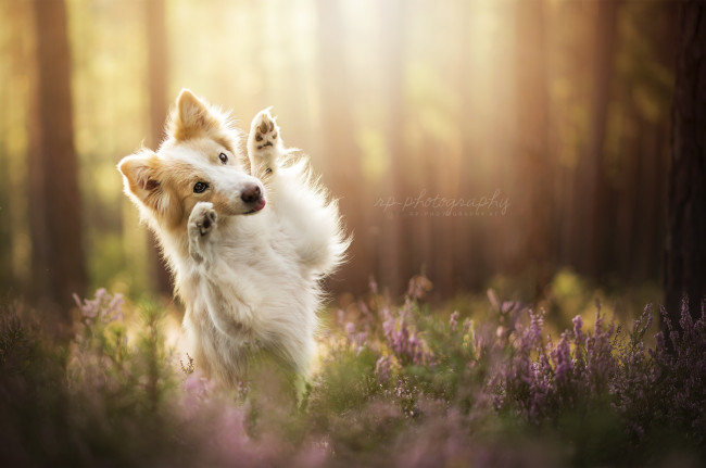 Обои картинки фото животные, собаки, собака, друг, лето