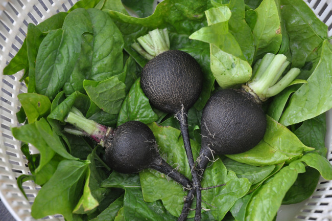 Обои картинки фото еда, редис,  репа,  редька, снедь