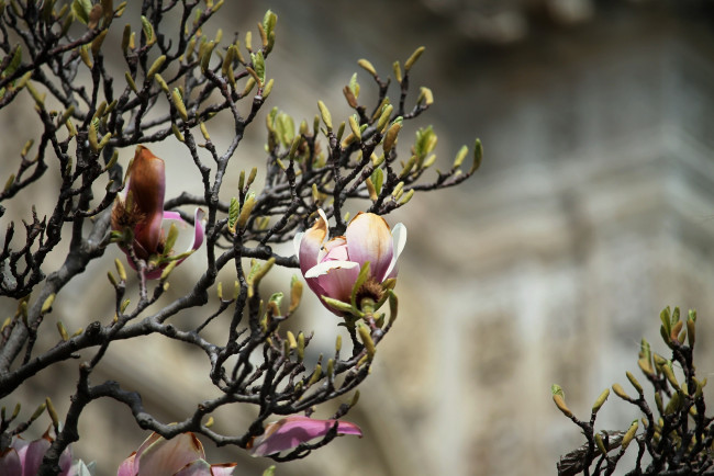 Обои картинки фото цветы, магнолии, цветение, кустарник, магнолия, лето
