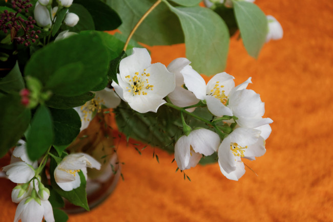 Обои картинки фото цветы, жасмин, ветка, букет