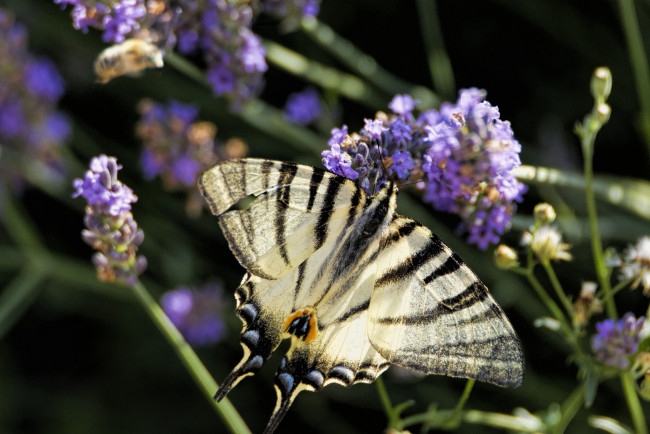 Обои картинки фото животные, бабочки,  мотыльки,  моли, бабочка