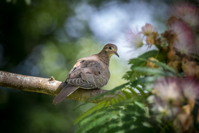 Обои картинки фото животные, голуби, птица, окрас, перья