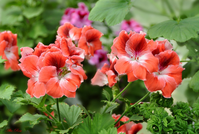 Обои картинки фото цветы, герань, цветение, кустарник