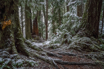 Картинка природа лес простор