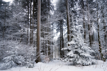 Картинка природа зима простор