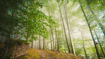 Картинка природа лес простор