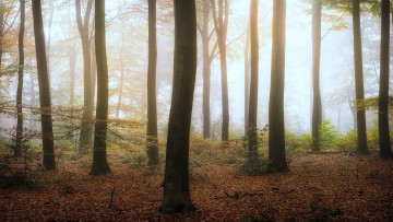 Картинка природа лес туман