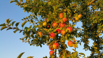 Картинка природа плоды простор