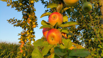 Картинка природа плоды простор