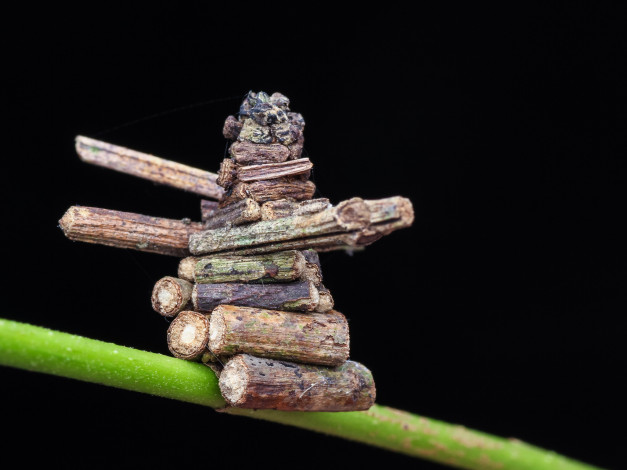 Обои картинки фото природа, макро, фон