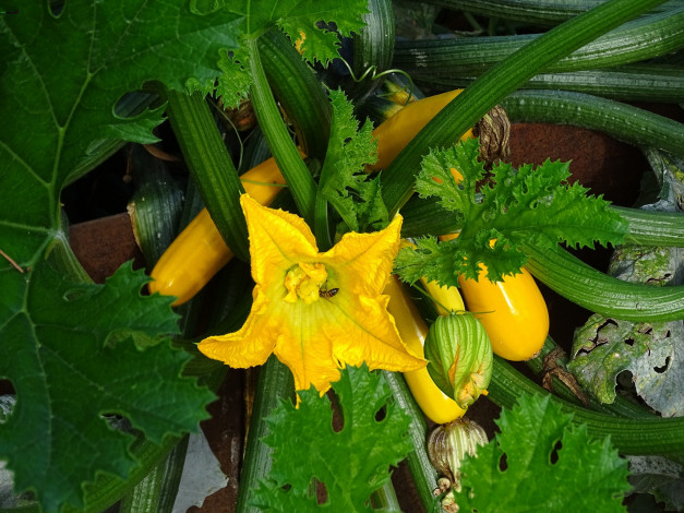 Обои картинки фото природа, плоды, простор