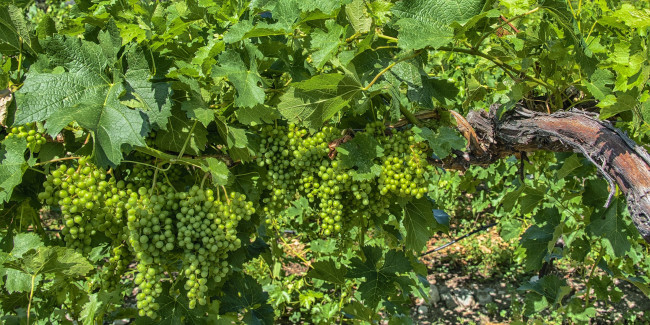 Обои картинки фото природа, Ягоды,  виноград, простор