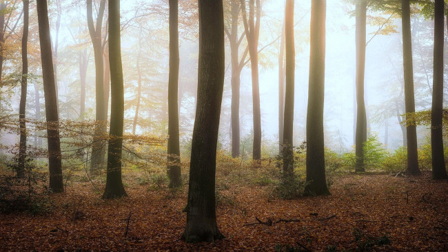 Обои картинки фото природа, лес, туман