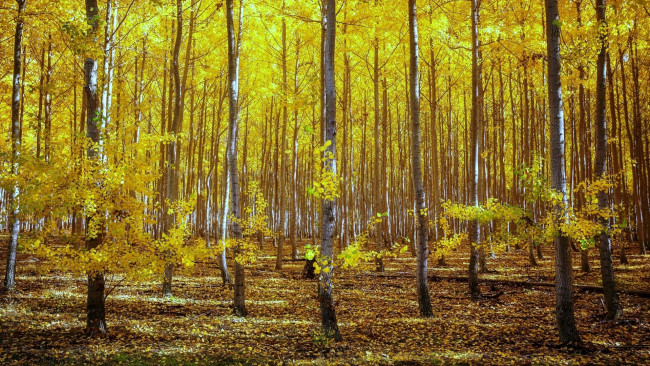 Обои картинки фото природа, лес, ёлки, зима