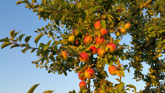 Обои картинки фото природа, плоды, простор