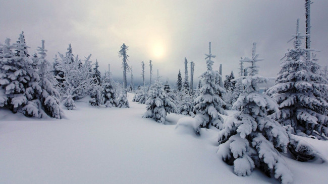 Обои картинки фото природа, зима, ёлки