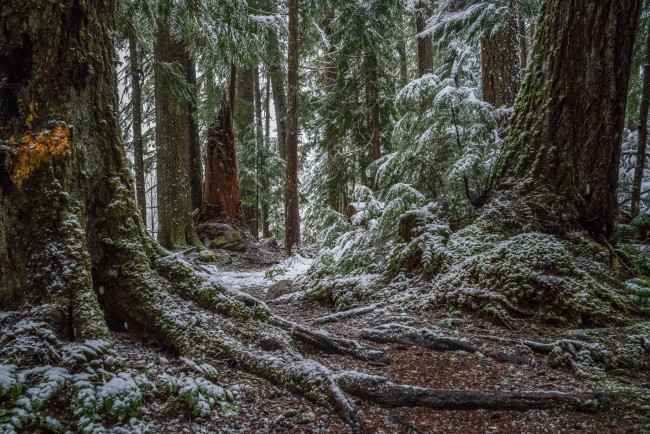 Обои картинки фото природа, лес, простор