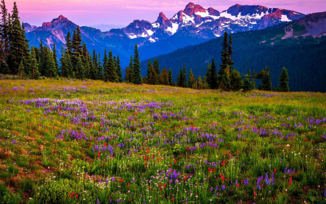 Обои картинки фото природа, луга, разнотравье, луг, лето