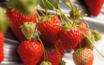 Картинка еда клубника +земляника ягоды ветка