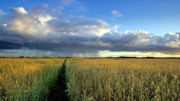 обоя природа, поля, поле, дорожка, небо, тучи, дождь