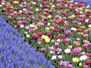 Картинка цветы разные вместе