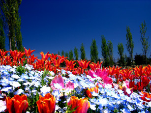 Картинка цветы разные вместе