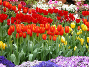 Картинка цветы разные вместе