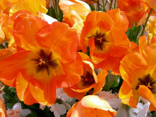 Картинка цветы тюльпаны