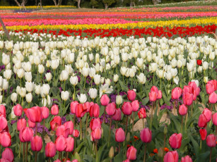 Картинка цветы тюльпаны