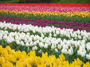 Картинка цветы тюльпаны