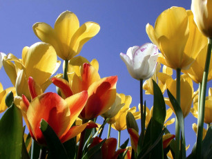 Картинка цветы тюльпаны