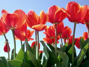 Картинка цветы тюльпаны