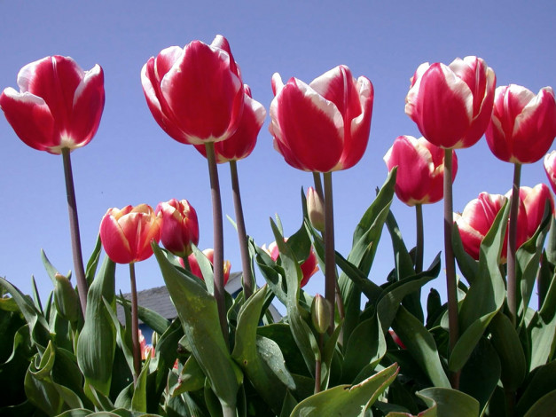 Обои картинки фото цветы, тюльпаны