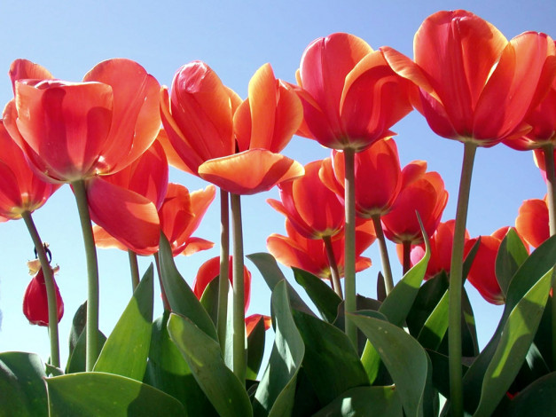 Обои картинки фото цветы, тюльпаны