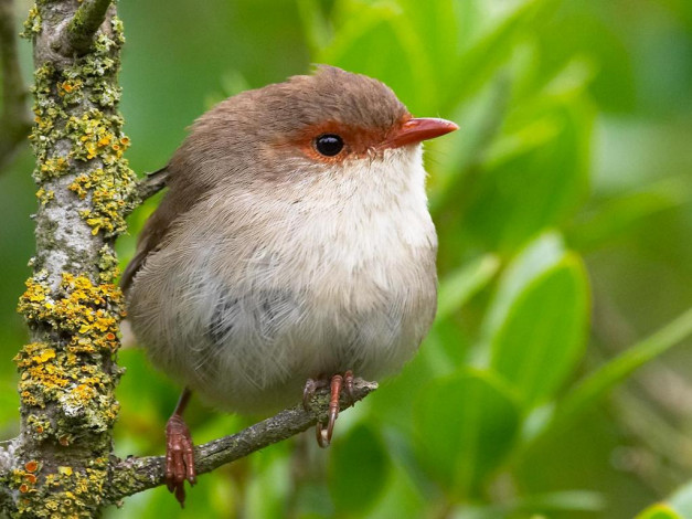 Обои картинки фото животные, птицы