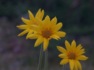 Картинка фото геологов амакинской грэ алроса цветы рудбекия