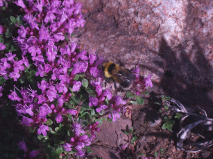 Картинка фото геологов амакинской грэ алроса животные пчелы осы шмели