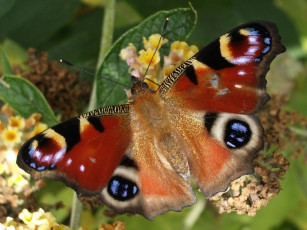 Картинка животные бабочки