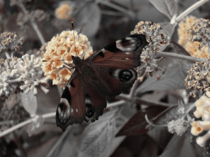 Картинка животные бабочки