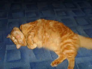 Картинка животные коты