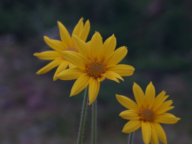 Обои картинки фото фото, геологов, амакинской, грэ, алроса, цветы, рудбекия