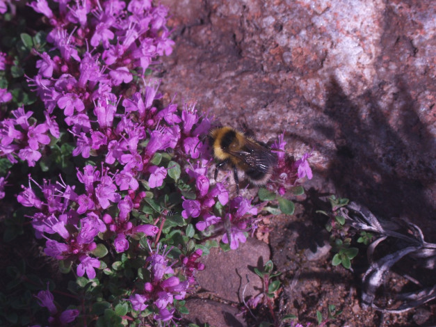 Обои картинки фото фото, геологов, амакинской, грэ, алроса, животные, пчелы, осы, шмели