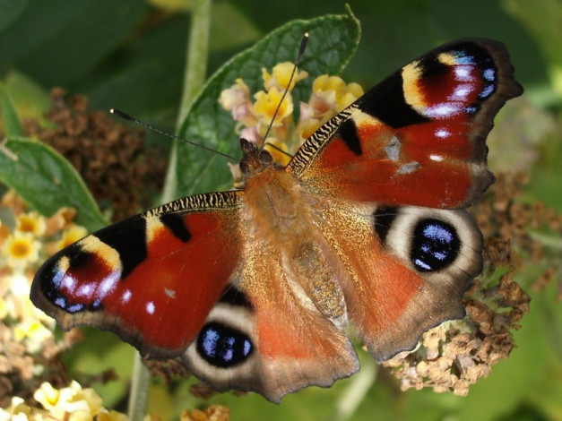 Обои картинки фото животные, бабочки