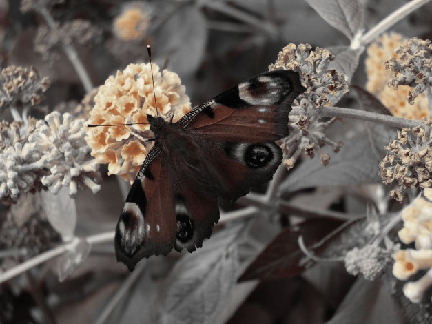 Обои картинки фото животные, бабочки