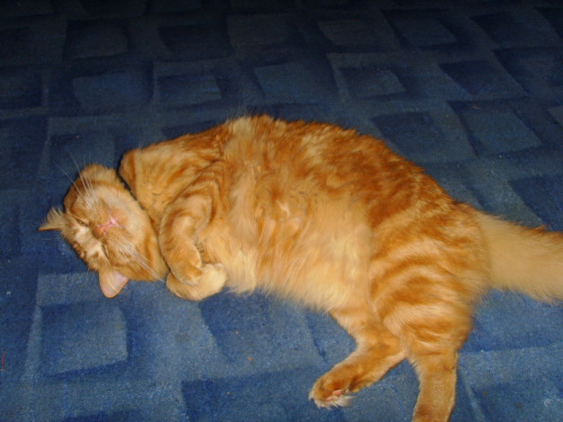 Обои картинки фото животные, коты