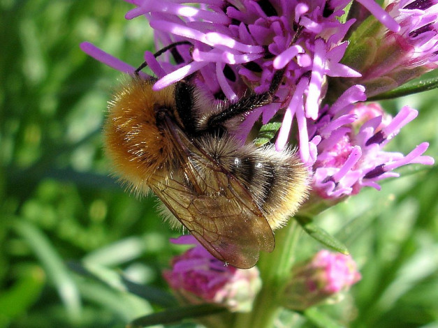 Обои картинки фото животные, пчелы, осы, шмели