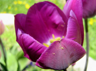 Картинка цветы тюльпаны