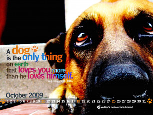 обоя календари, животные